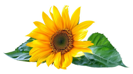Obraz premium Yellow Sunflower with Green Leaves isolated on transparent background