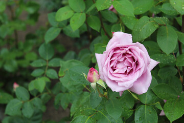 soft purple triad with a bud and green leaves in the garden