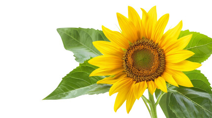 Naklejka premium Yellow Sunflower with Green Leaves isolated on transparent background