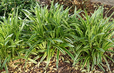 Liriope muscari Variegata closeup