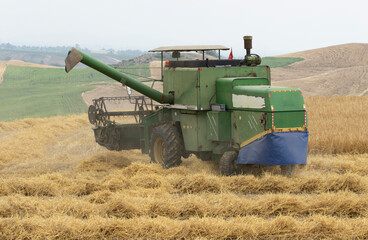 A combine harvester during harvesting in a wheat field