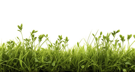 Fototapeta premium Small Green Grass and plants Border isolated on white background AI Generated