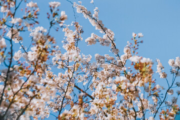 青空に映える満開の桜