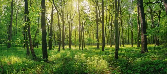 Sunlit Forest Landscape