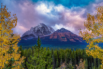 Little Temple Larches