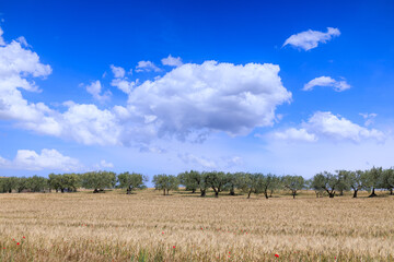 Hilly countryside with cornfield and olive grove in Apulia, Italy.
