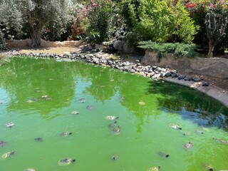 There are many turtles swimming in the river. Turtle pond with many turtles in a park in Athens, Greece. Green twig with turtles.
