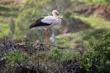 Stork in the Algarve