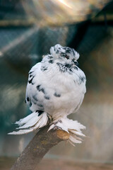 Fluffy decorative dove sitting in a cage at the zoo
