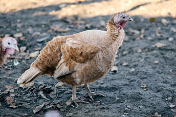 A close-up of young Bourbon Red Turkey walks at autumn garden