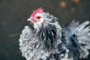 Closeup portrait of a white-grey fluffy chicken