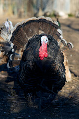 Black Turkey walking on a rural farm