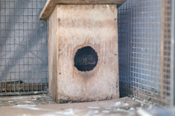 A small grey owl sitting in a birdhouse
