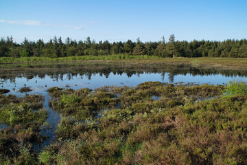 Wetland with grasses, shrubs, and a reflecting water body, framed by a forest and a blue sky.