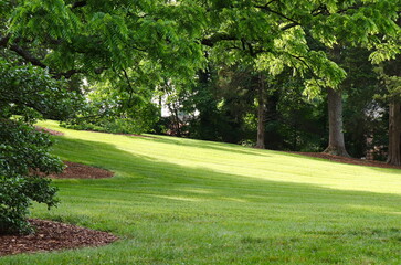 Grassy Slope With Trees Partially Lit by Sun