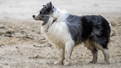 australian shepherd dog on the beach, beautifull eyes. Dog on the beach. 