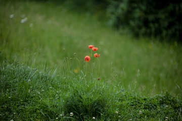Poppies in the field