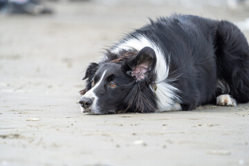 Border collie dog running in the water and enjoying the sun at the sand beach. Dog having fun at sea in summer.        
