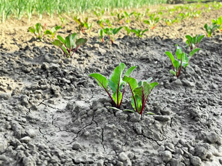 Small beetroot sprouts grow on a vegetable bed in the garden