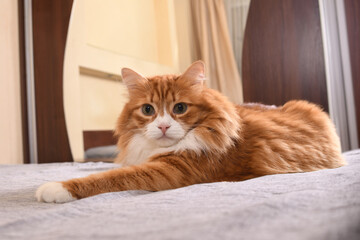   The ginger cat is resting, lounging on the bed. Close-up.