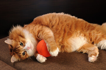 A ginger cat lies on the sofa and holds a ball with its paws