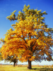 Golden leaves on a tree, blue sky, grass; autumn serenity, use in nature themes. Tree with yellow leaves, grassland, clear sky; fall tranquility, ideal for seasonal content.