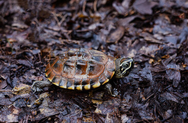A small snail- eating turtles on wet ground .  young animal