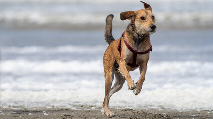 terrier on the beach having fun