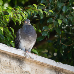 A Pigeon Perched on a Stone Wall