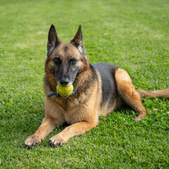 A German Shepherd Holding a Tennis Ball