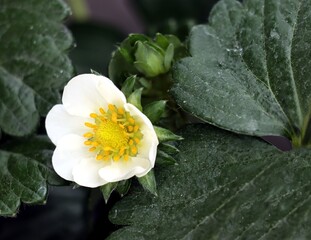 strawberry white flowers and growing fruit