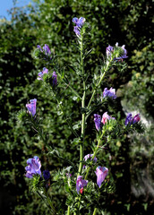 lila,pink and blue colorful flowers of  Echium plantagineum