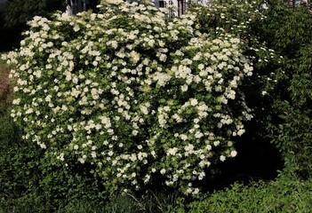 huge bush of elder - Sambucus-Nigra at spring