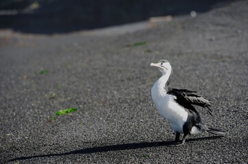 Australian pied cormorant on a black New Zealand beach