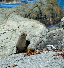 Fur Seal aware that its not alone