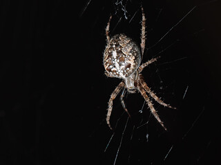 Close-Up of a Spider on Its Web at Night