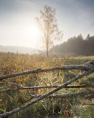 Spider Web on Branches in Misty Sunrise Field