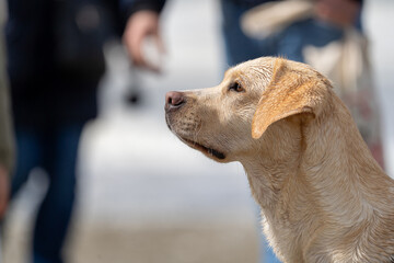 labrador dog on the beach close up