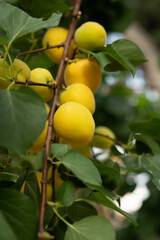 Apricot fruits on an apricot tree in spring