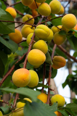 Apricot fruits on an apricot tree in spring