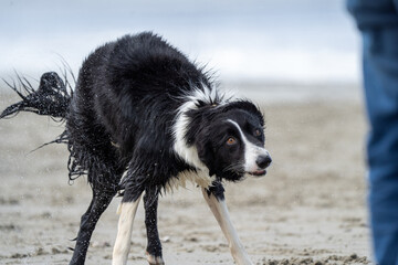 Border collie dog running in the water and enjoying the sun at the sand beach. Dog having fun at sea in summer.        
