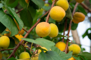 Apricot fruits on an apricot tree in spring