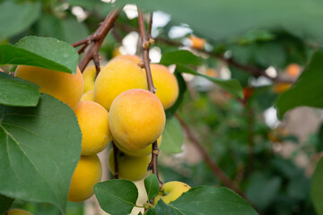 Apricot fruits on an apricot tree in spring
