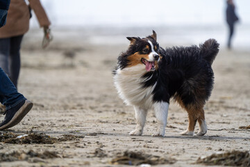 bernese mountain dog on the beach