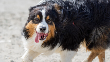 bernese mountain dog on the beach