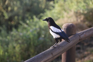 Black billed, black & white bird 