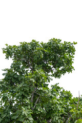 fig tree branches and leaves. Background white sky. Ficus carica.