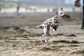 Dalmation dog at the beach enjoying the sun, playing in the sand at summertime