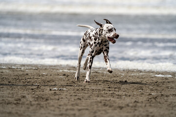 Dalmation dog at the beach enjoying the sun, playing in the sand at summertime