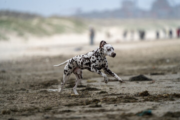 Dalmation dog at the beach enjoying the sun, playing in the sand at summertime